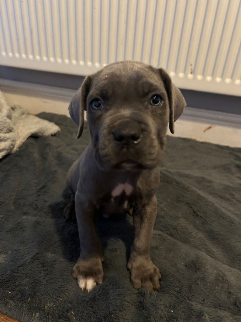 🐾 Beautiful Cane Corso x Mastiff Puppies for Sale 🐾