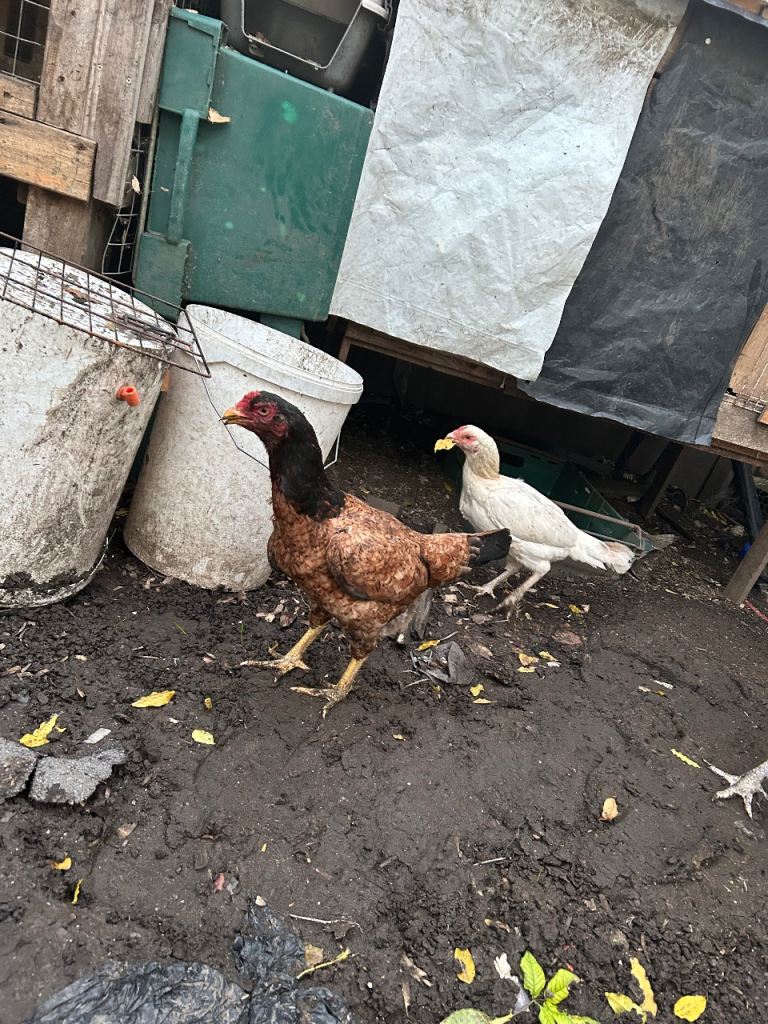 Aseel Rooster, hens and Pullets for sale