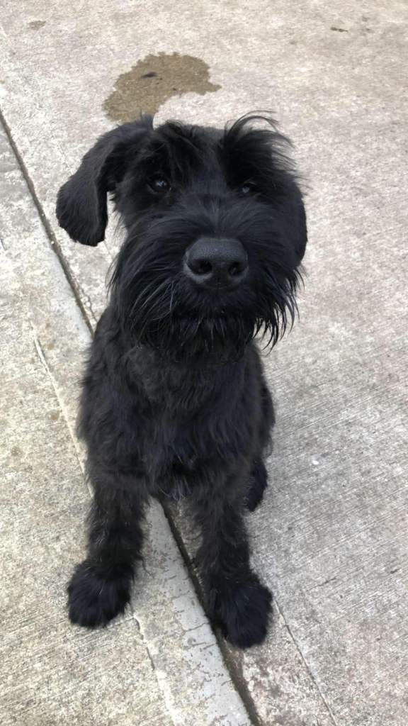 1 Male Giant Schnauzer Puppy
