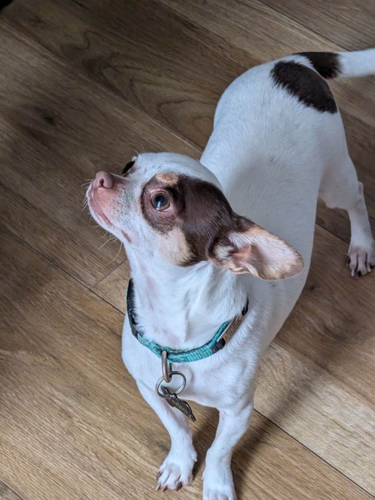 Apple head chihuahua 