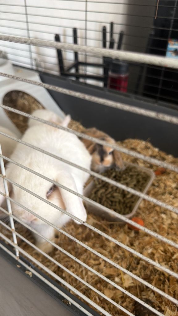 Mini lop rabbits 