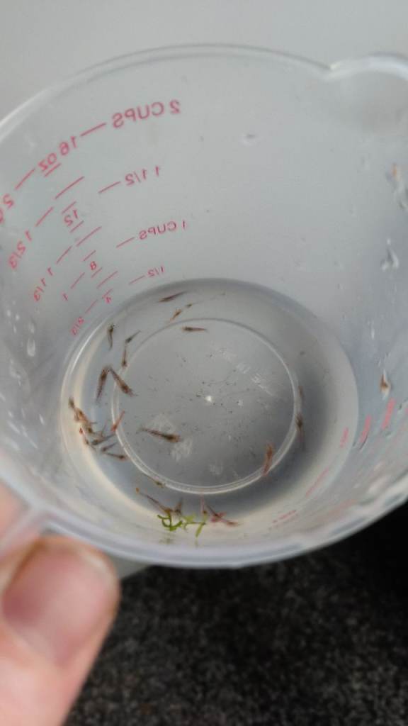 Feeder Shrimp