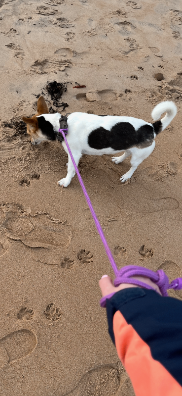5 beautiful short leg Jack Russell’s 