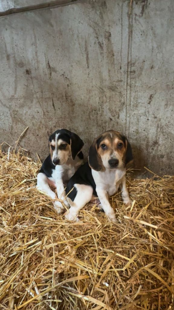 Beautiful Beagle Puppies 