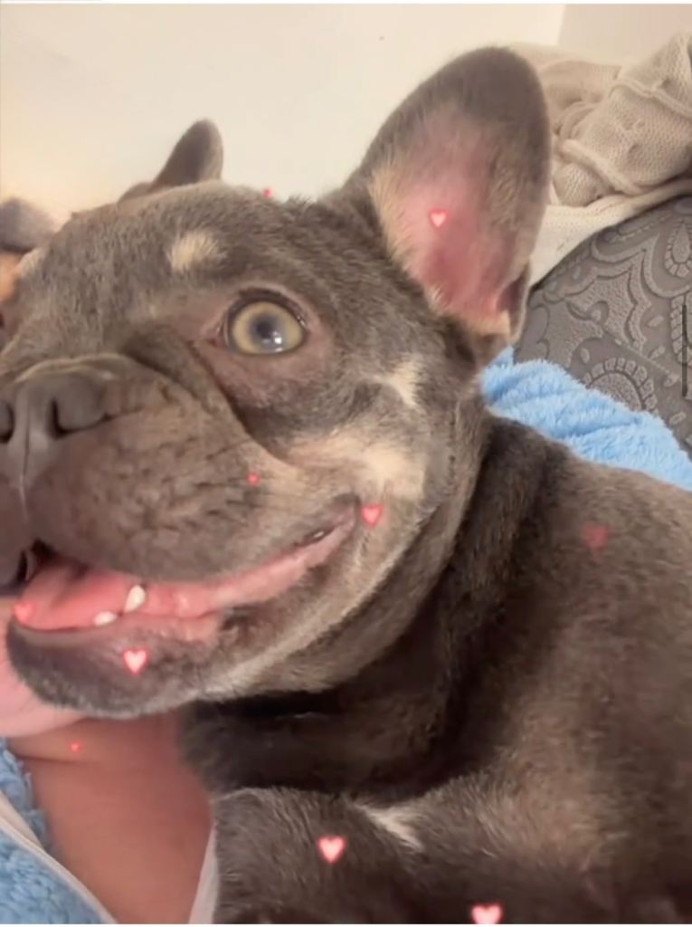 Female French bulldog 9 months old 
