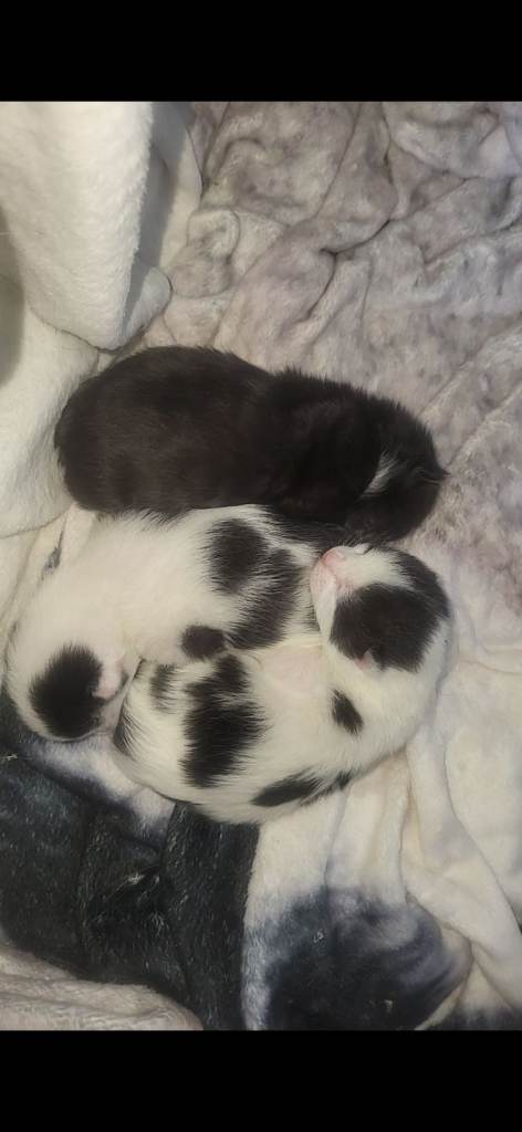 Kittens for sale