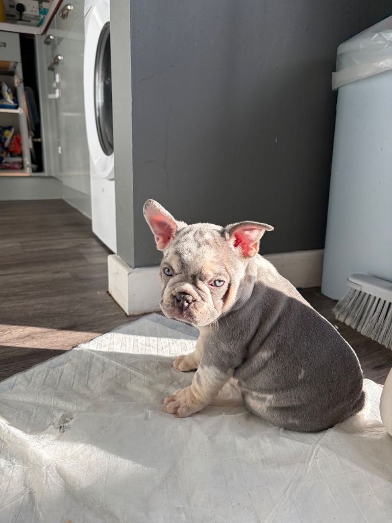 French bull dog 