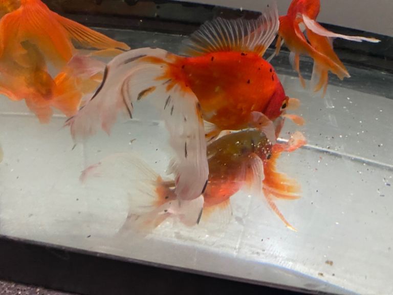 Large fancy gold fish 