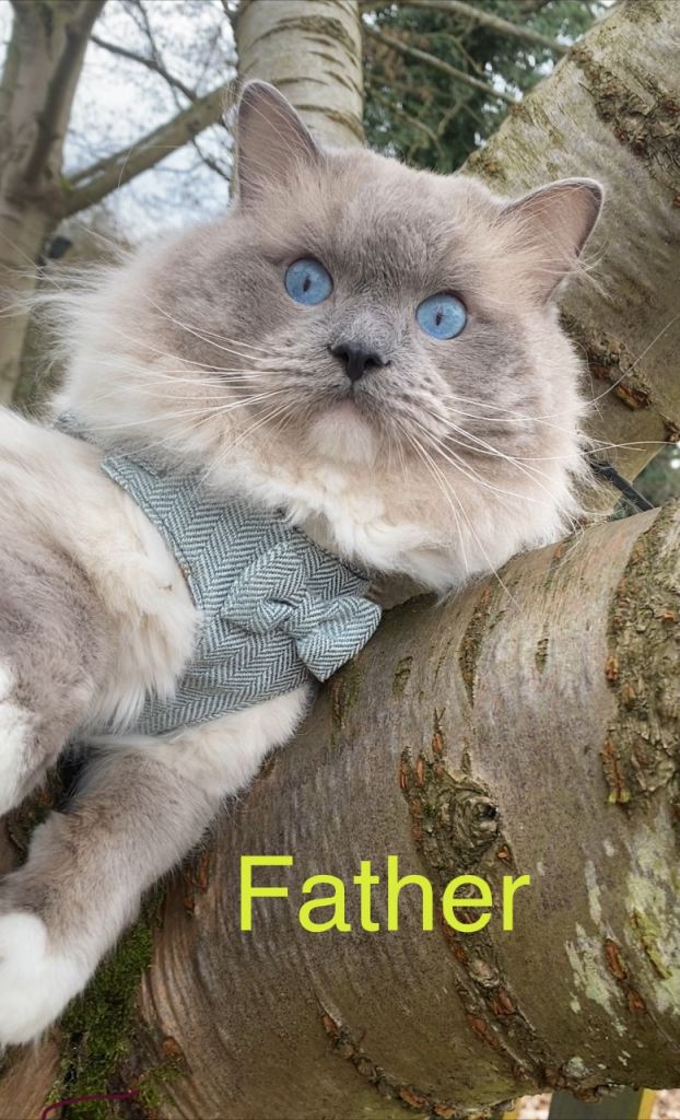 Gorgeous Persian x Ragdoll 