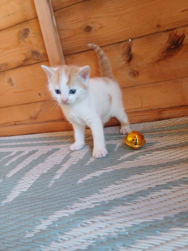 Gorgeous Kittens Available
