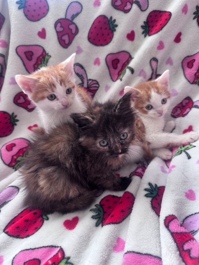 Mixed breed kittens