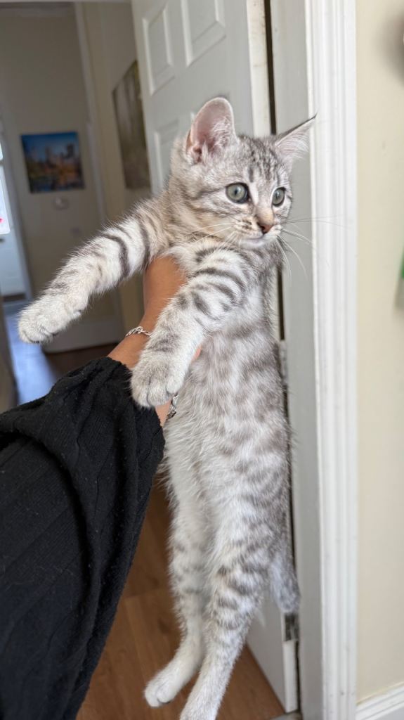 Kitten for sale