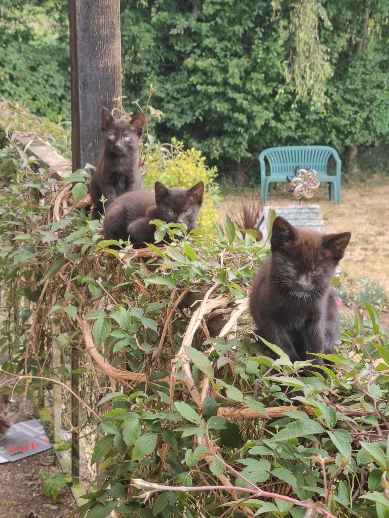 Adorable black male kittens 