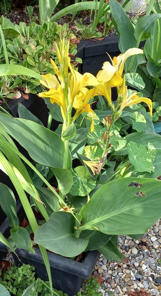 Canna lily plants, £1.50 each spike random colours. 3 for £5.