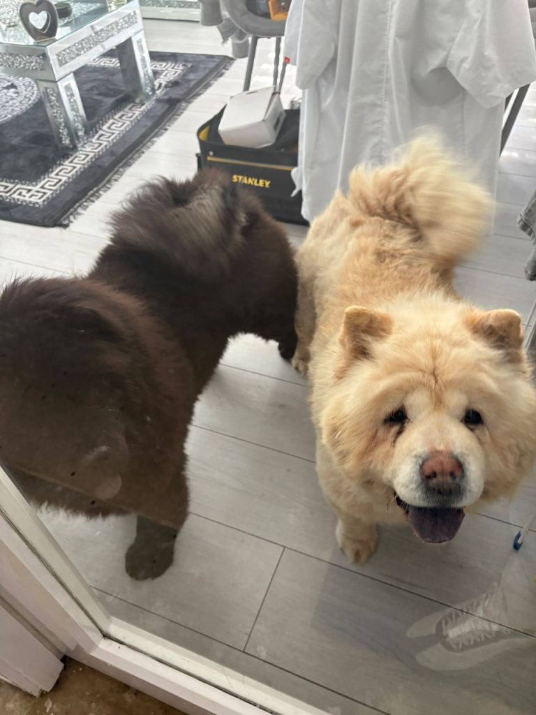 Adult female chow chow 