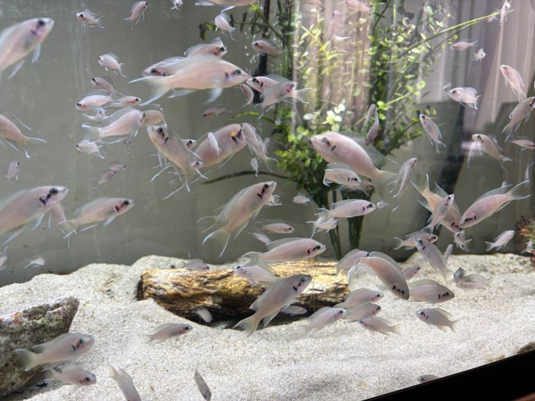 Fairy cichlids (bricardi tanganikya) 