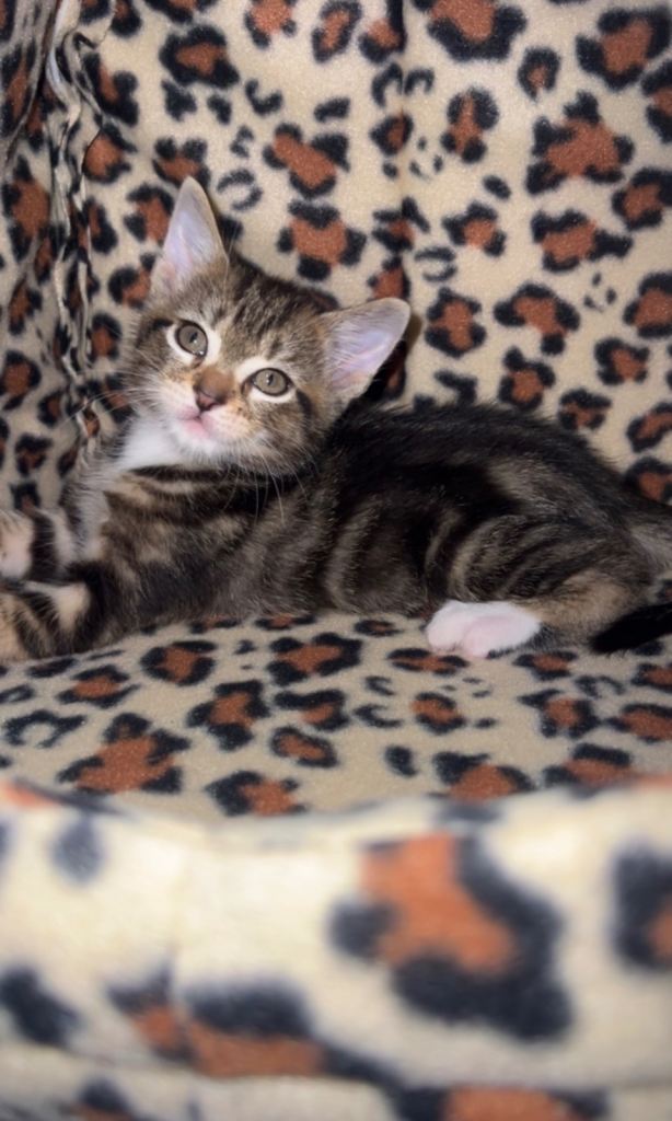2 kittens 