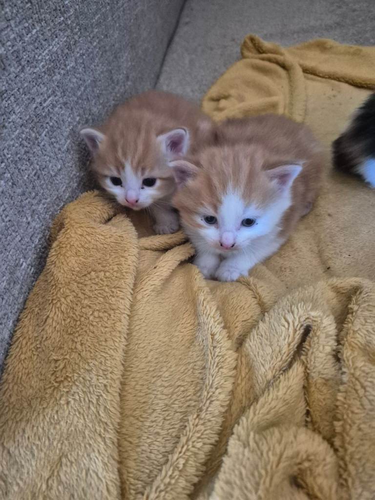 Beautifull Kittens for sale only 4 left 