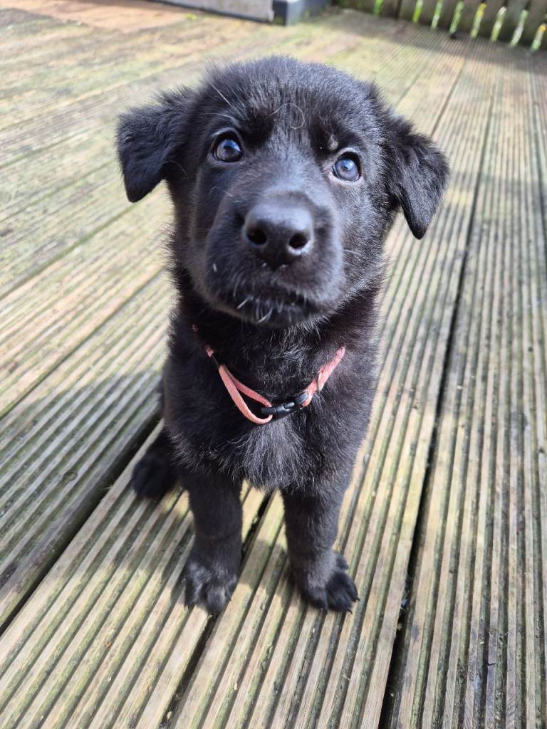German Shepherd Pups