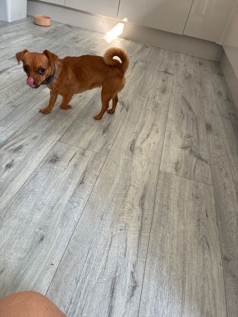 Minture jack russle