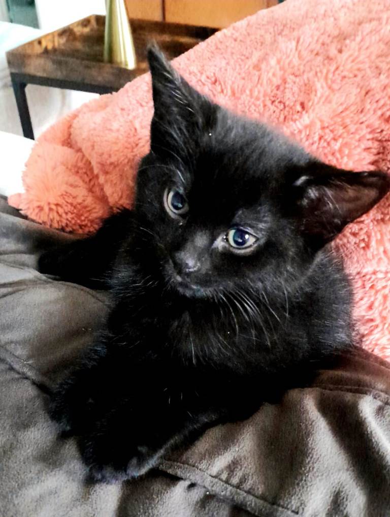 VERY UNIQUE Fully Black 