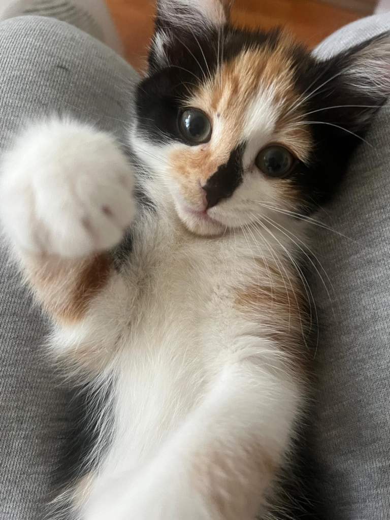 Gorgeous Female Calico Cat 1yo