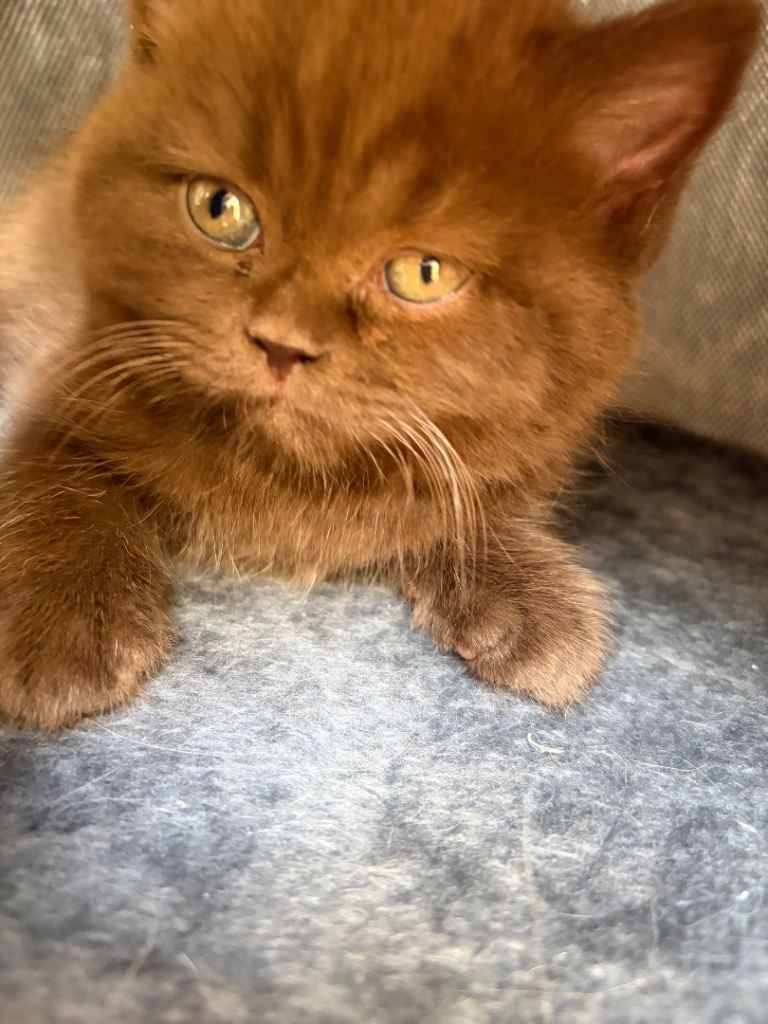 Chocolate Male GCCF Pure Pedigree British Shorthair - Top Quality