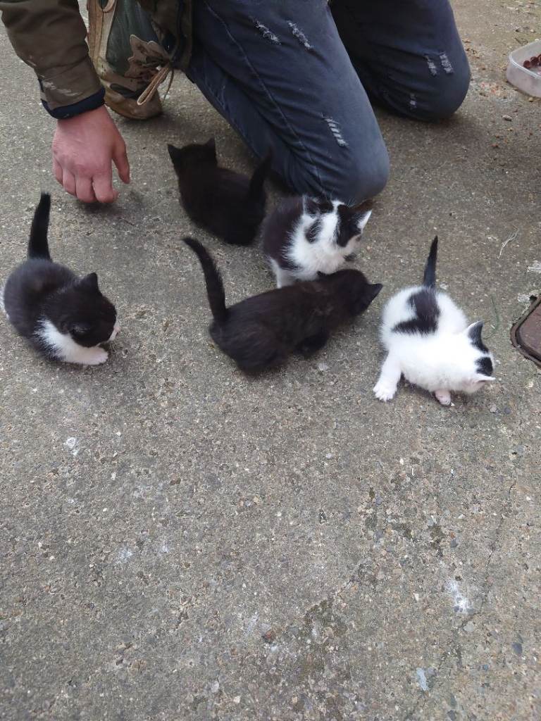Kittens for sale