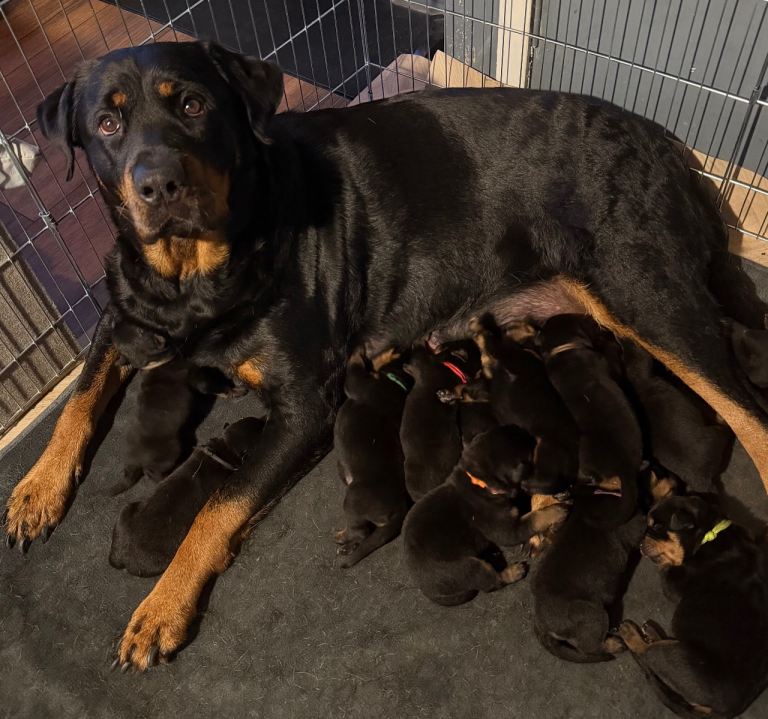 Rottweiler pups