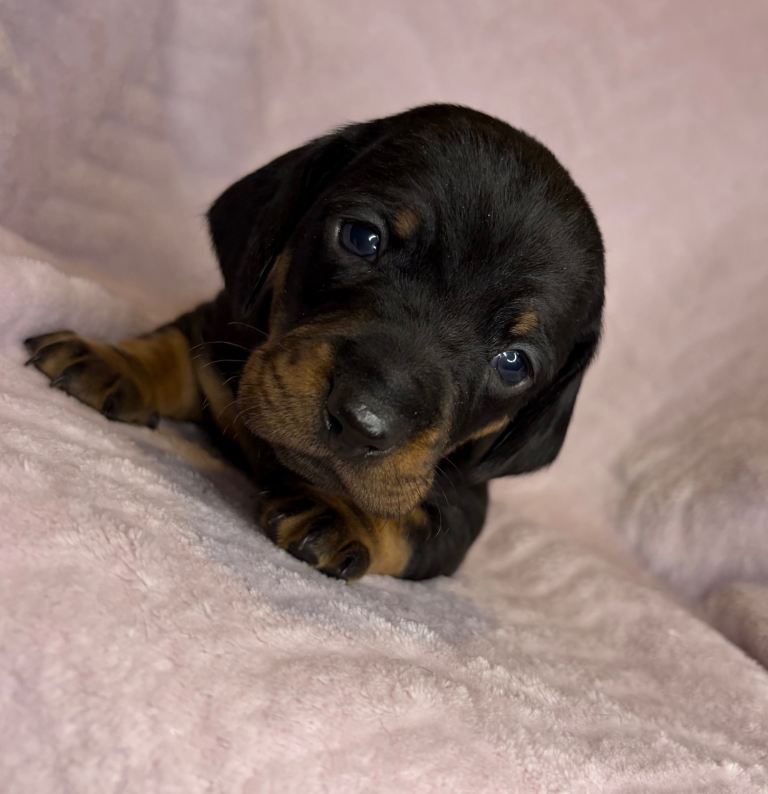 Beautiful dachshund puppies for sale