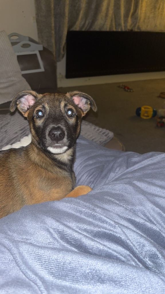 Belgin x greyhound boy puppy for sale 