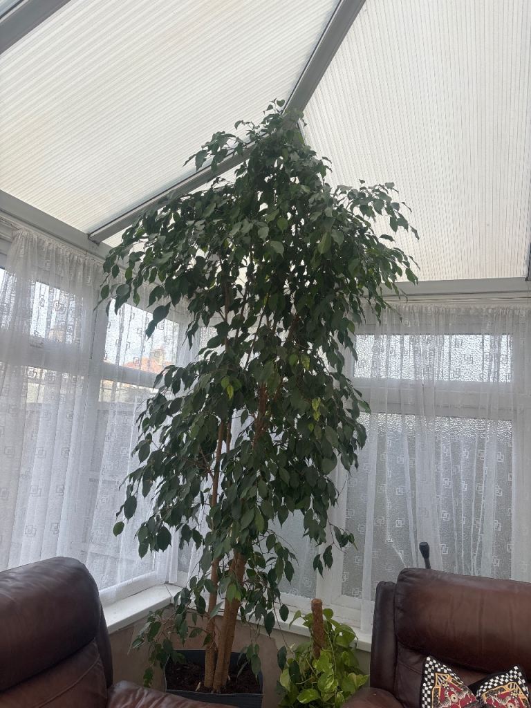 Large Faux Ficus Tree – Green, Good Condition