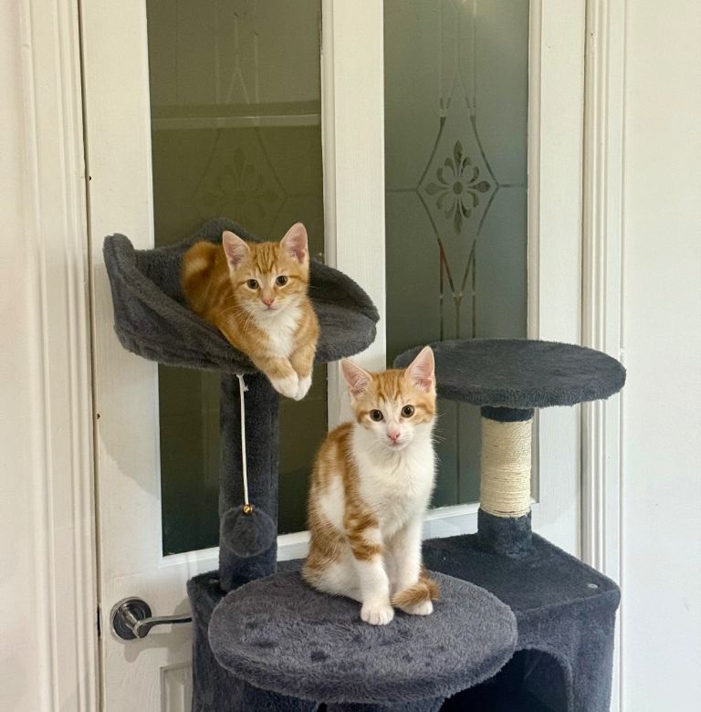 🐾 Adorable Ginger & White Boy Kittens 