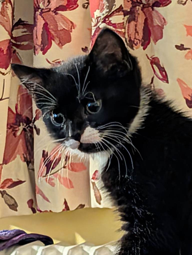 Black & White Kitten For Sale 
