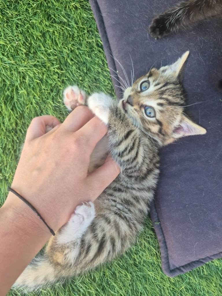 5 kittens 