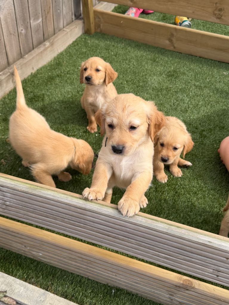 Kc registered golden retriever puppies