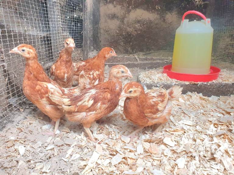 Chickens / hens / female chicks for sale
