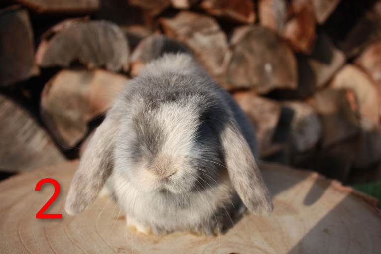Mini-lop baby rabbits 