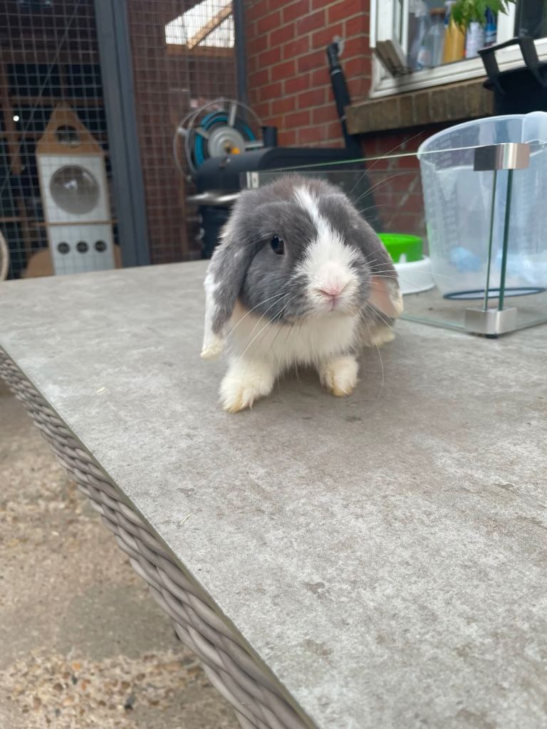 Grey & White male rabbit