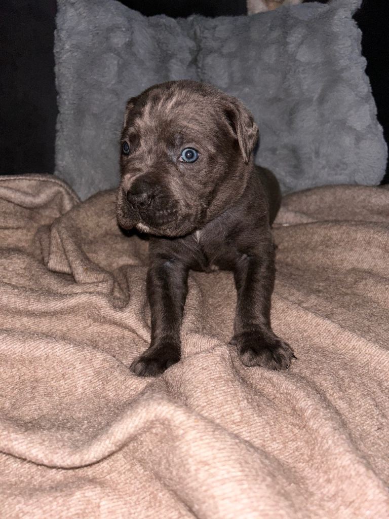 🐶 Cane corso puppies for sale 🐶
