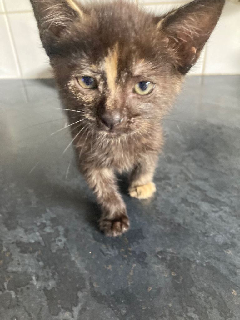 1 adorable female kitten left 55