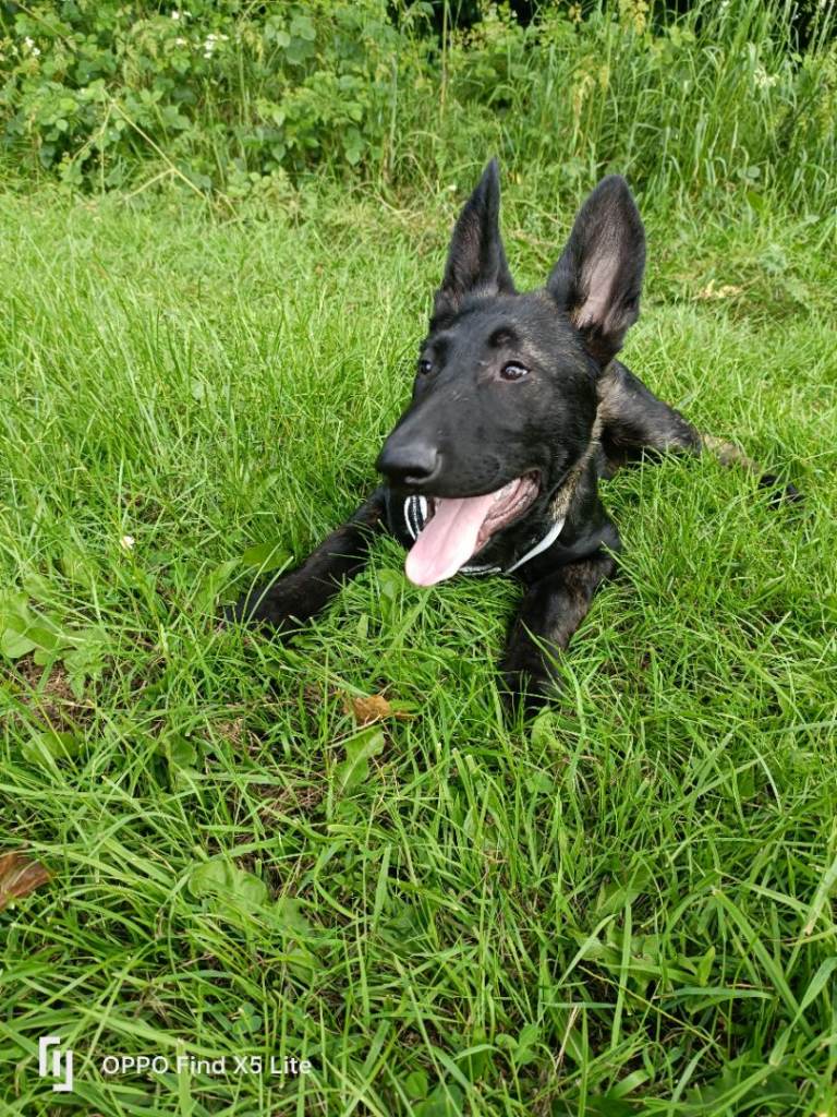 5 months old Belgium shepherds 