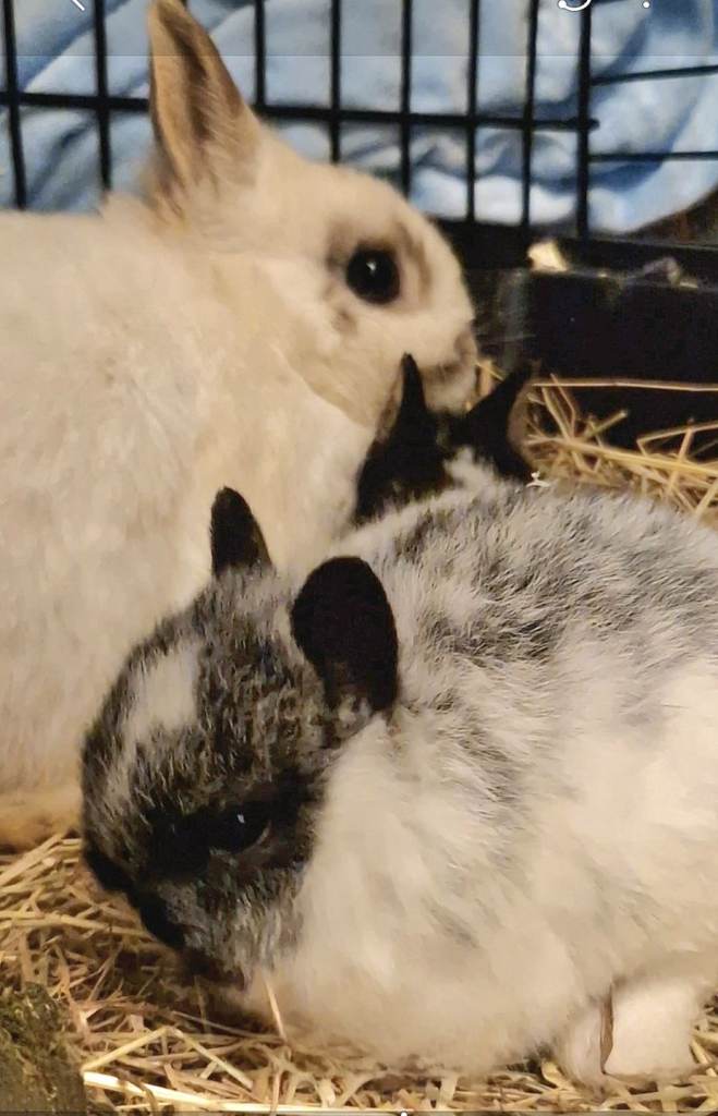 NETHERLAND DWARF BABIES 