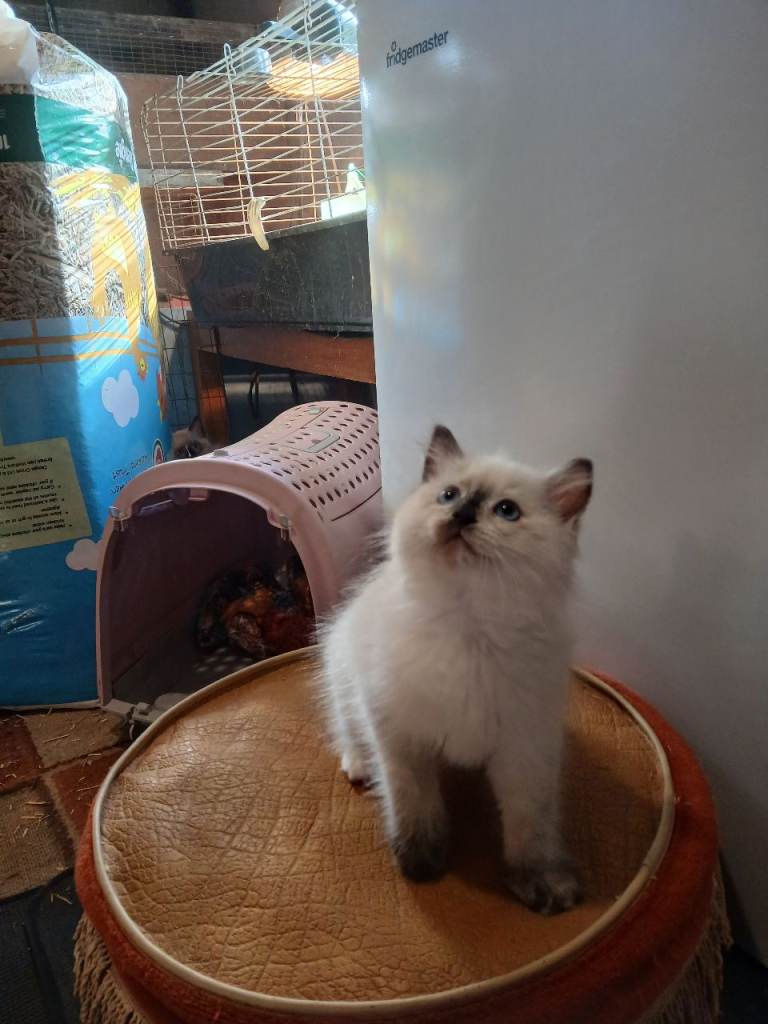 Ragdoll kittens