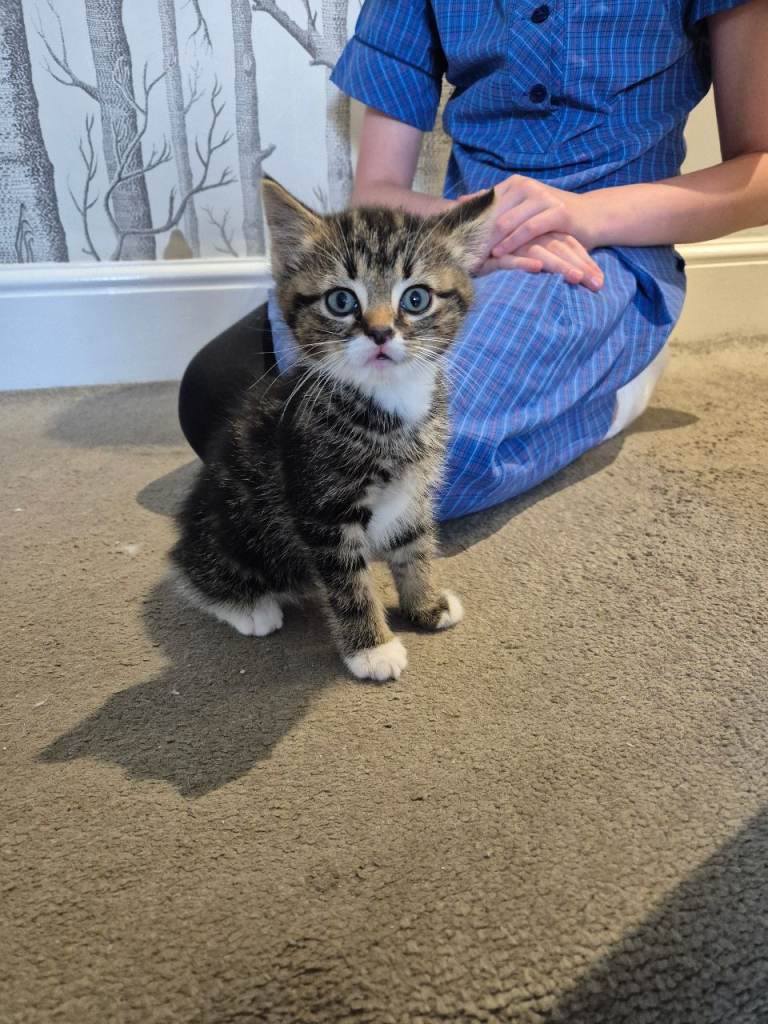 Single kitten looking for his forever home