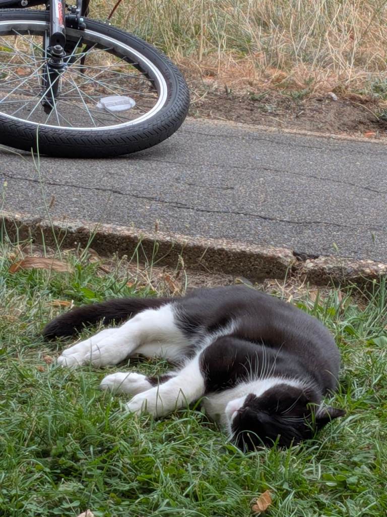 N15 area Lost katty needs a home 