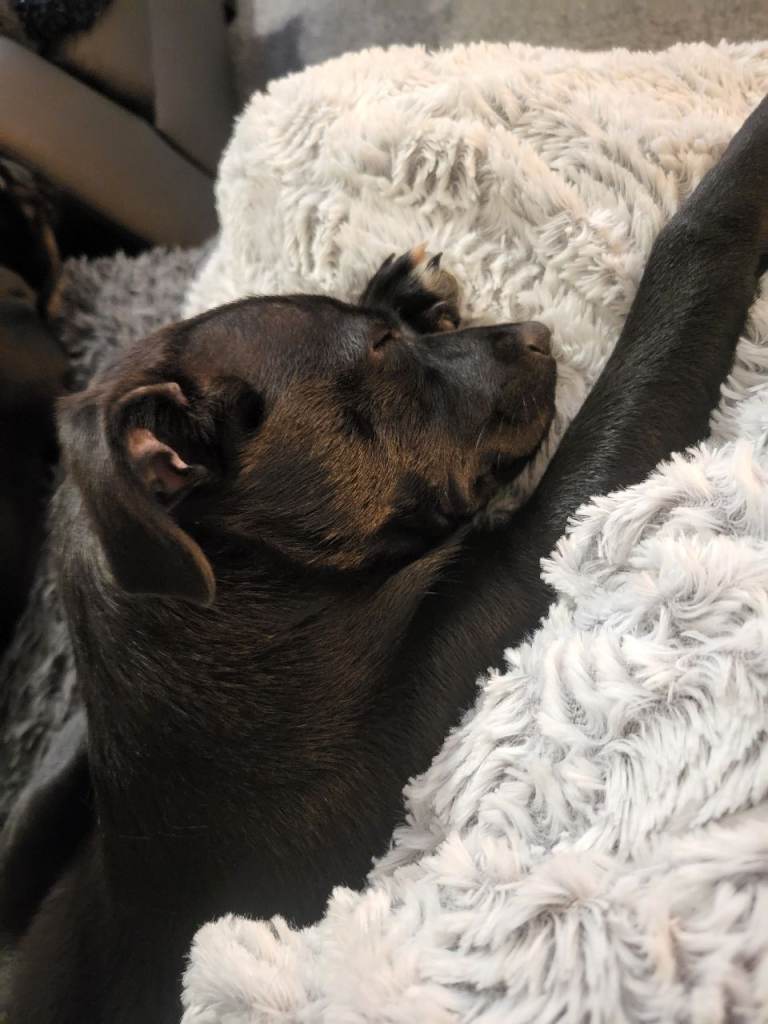 Staffie X Peek A Pom Pup