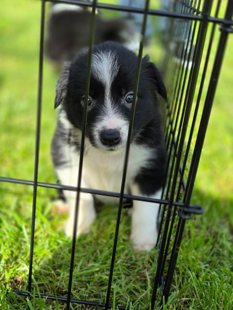 Stunning border collie pups