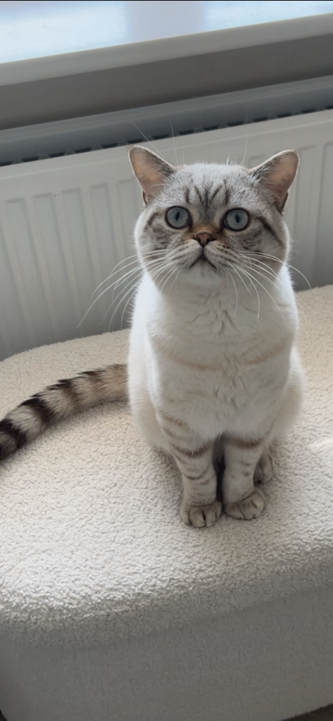 British shorthair male 