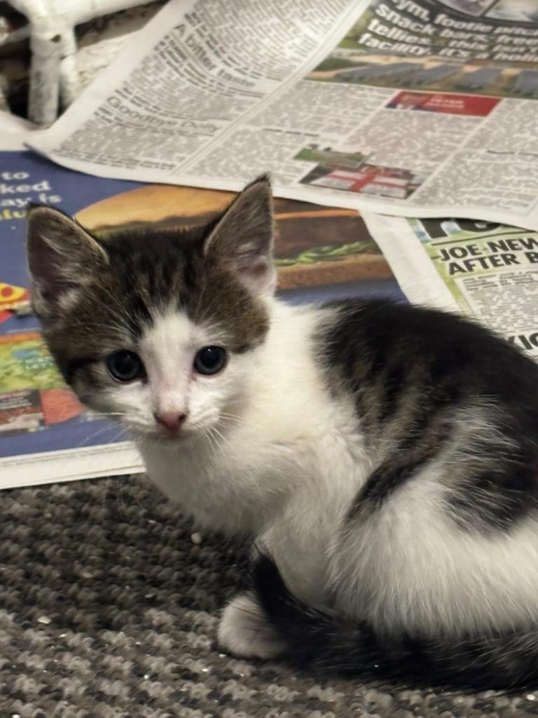 Six beautiful kittens ready for their loving homes 